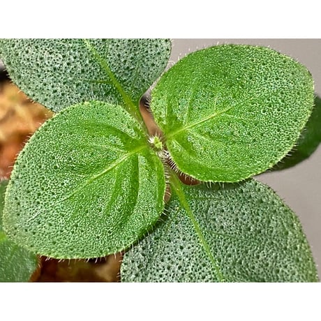 Gymnostachyum sp. from Tigalingga [HW0219-02-f1]