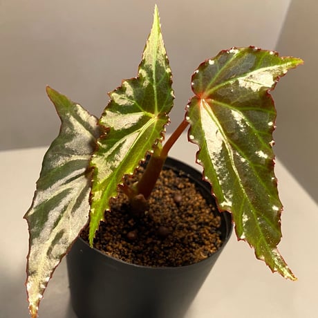 Begonia cf. laruei from Aceh sumatera [LA0216-02]