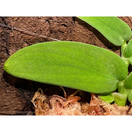 Rhaphidophola sp. from Genting Highlands