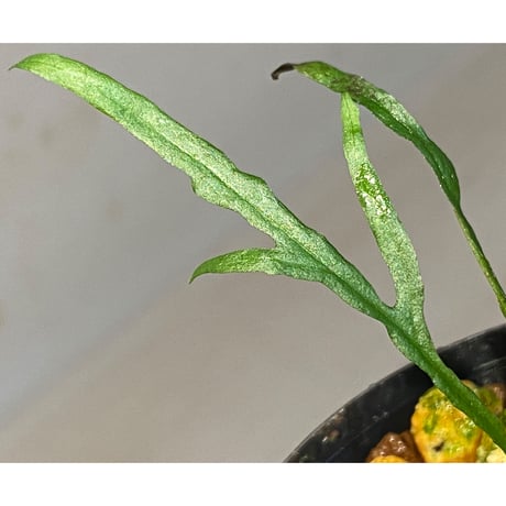 Microsorium sp. from Saripoi [LA0515-02]