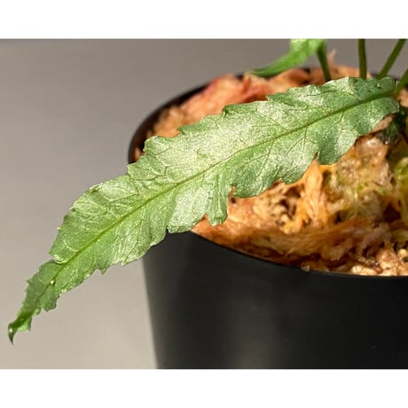 Microsorum sp. Short Dragon Tail