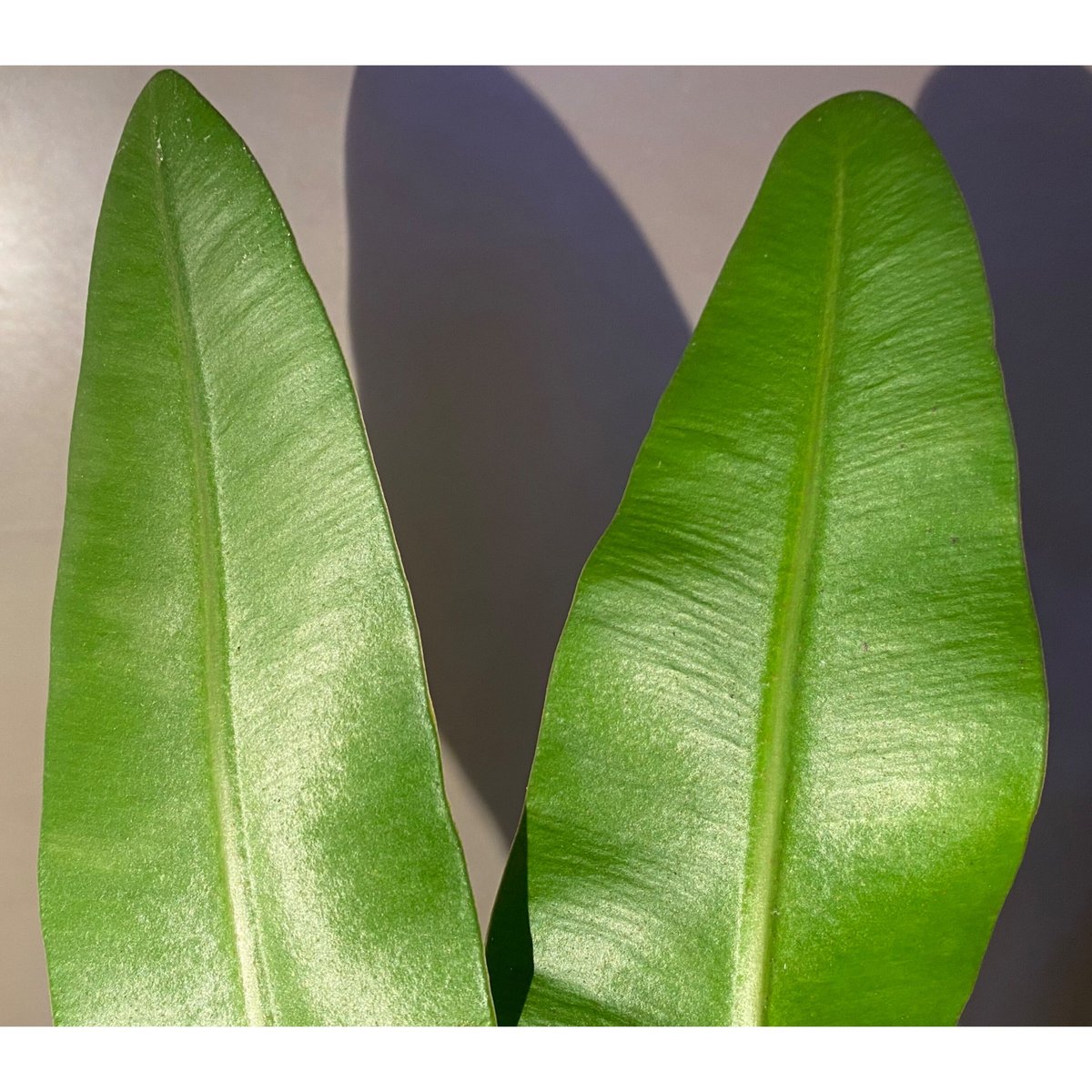 Elaphoglossum lanceolatum sp1 | M・R・G・R