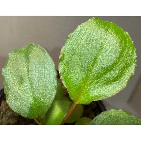 (2芽立ち タグ付き) Homalomena sp. from Tambunan [TK200217]