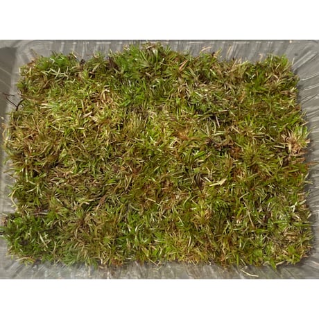 Moss from Ipoh State Malaysia