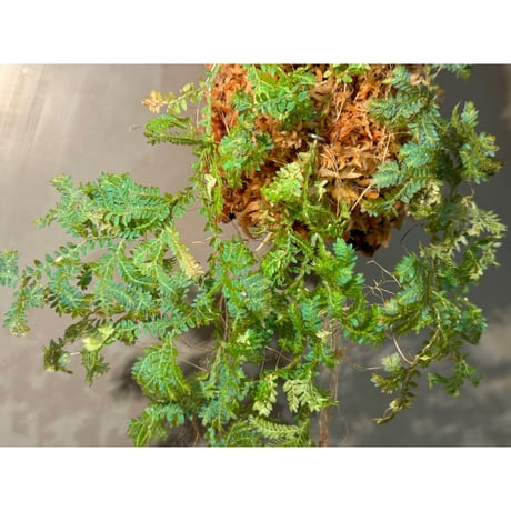 Selaginella willdenowii