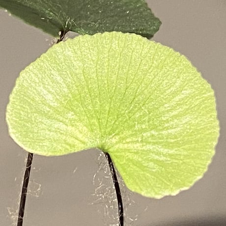 Adiantum reniforme