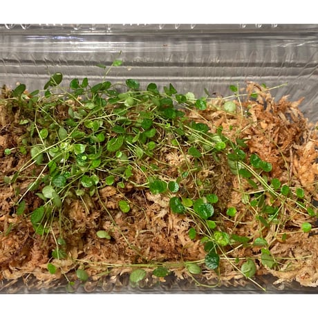 Peperomia emarginella from Colombia [LA0316-03] ②