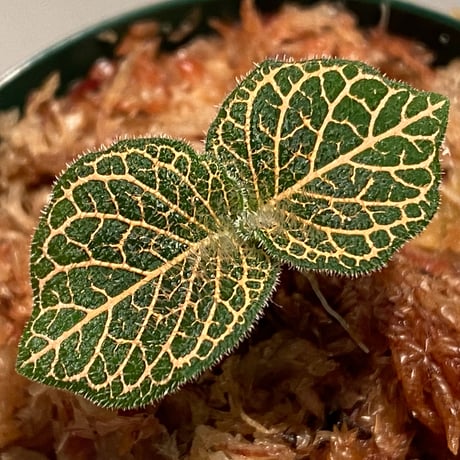 Argostemma neurocalyx from Riau sumatera [LA0815-02]