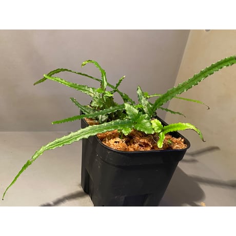 (大株) Bolbitis sp. from Siberut [LA]