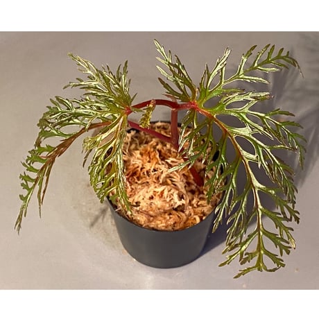 Begonia bipinnatifida