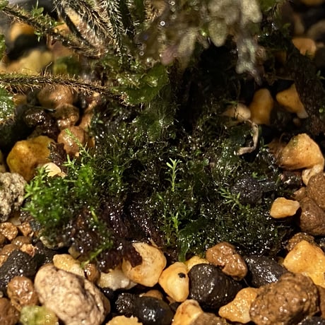 Trichomanes sp. from Iquitos Peru [tanakay]