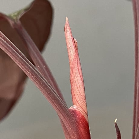Homalomena sp. "Imperial Japanese Navy" from Resum P.Lingga [AZ0517-11]①