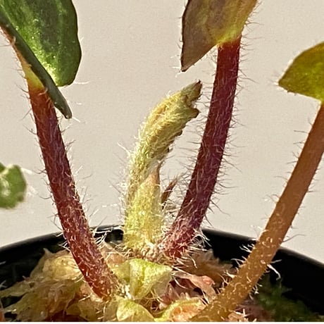 Begonia blancii
