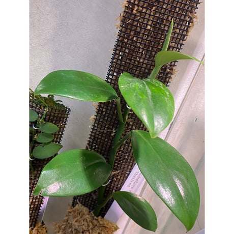 Rhaphidophora sp. from Trat Thailand