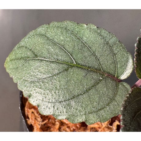 Hemigraphis alternata from Pulau Nias [HW0819-02]