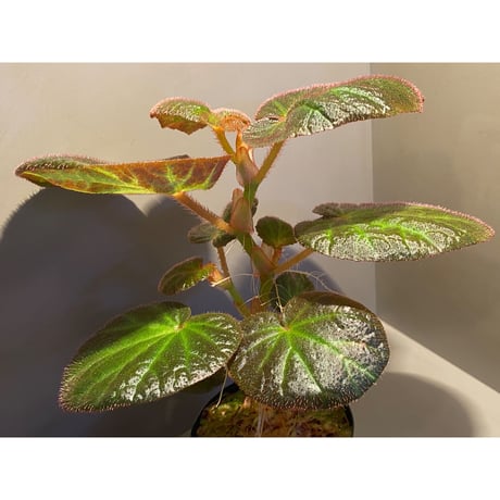 Begonia sp. from Manaus