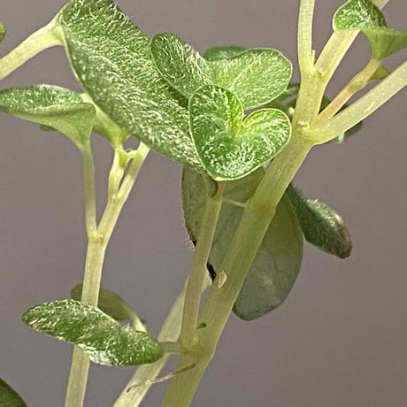 Peperomia sp. from Iquitos Peru [tanakay]