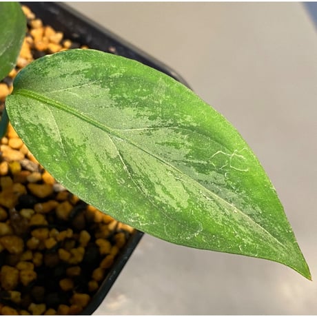 Aglaonema nebulosum from Kuala Rompin [TK220916-2]