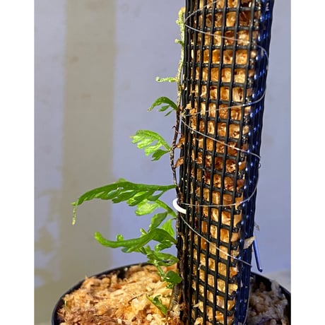 Teratophyllum aculeatum from Nanga pinoh [TB]