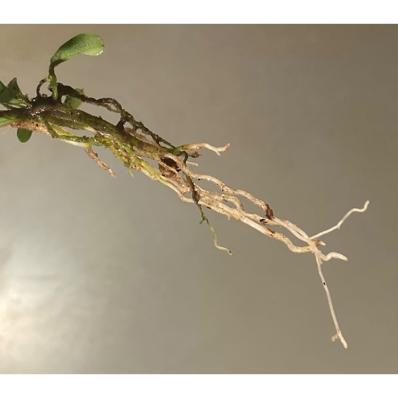 Bucephalandra sp. 黄緑 from Bukit Kelam Utara [AZ