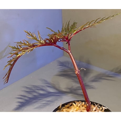 Begonia bipinnatifida [STRINGE PLANTS]