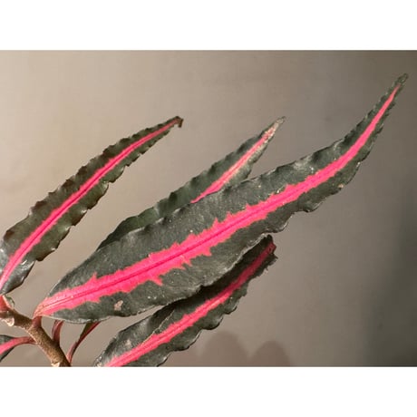 Labisia sp. from Vietnam
