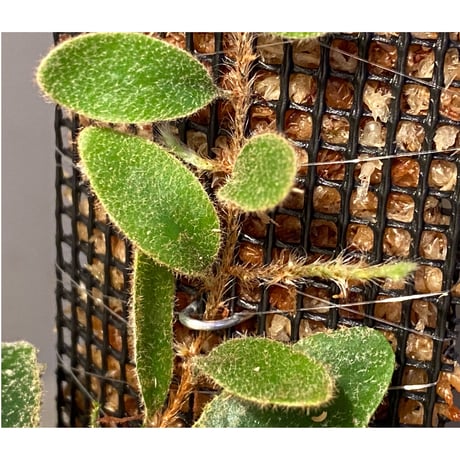 Pyrrosia nummularifolia from Santa Fe Luzon Philippines [KSB]
