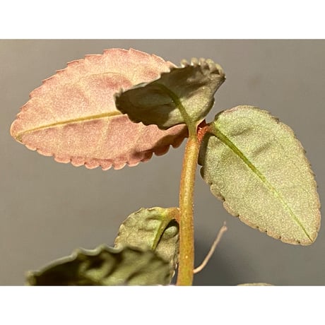 Emblemantha urnulata (Labisia sp.) from Riau sumatera [LA0815-01]