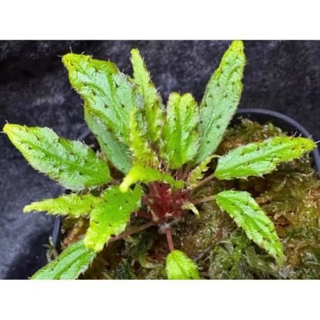 Begonia ambodiforahensis from Madagascar [LA0022-05z]