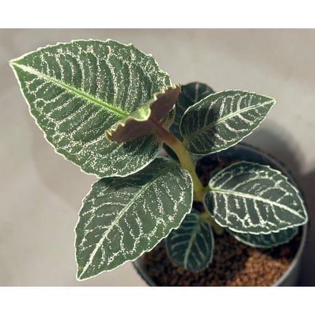 Ardisia sp. from Raub Pahang