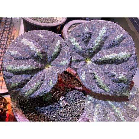 Begonia sp. from Cao Bang [YH251019] TK