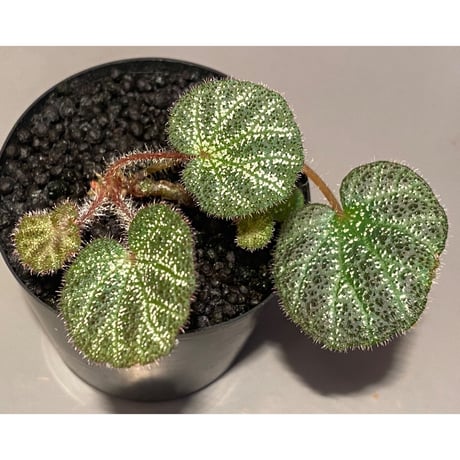 (2芽) Begonia ningmingensis var. bella