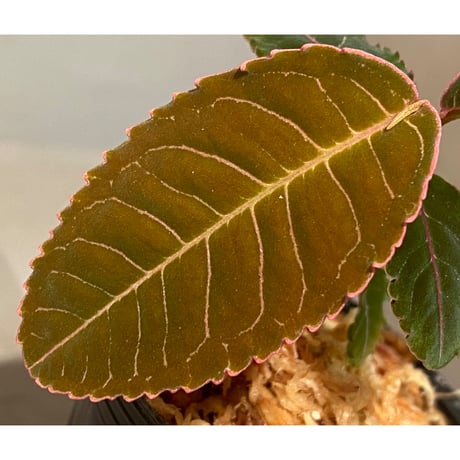Labisia sp. from Riau Sumatera