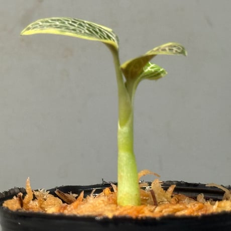 Ludisia discolor Variegata '黄桜-Kizakura-' [GK20-006]