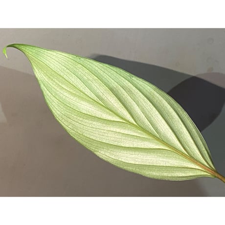 Philodendron sp. from Iquitos Peru [tanakay]