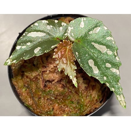 Begonia sp. "雪の宿" from Lampung sumatera [LA0217-01]