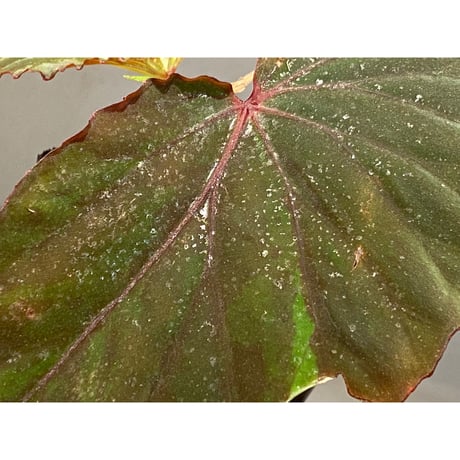 Begonia sp. from Lampung sumatera [LA1118-01]