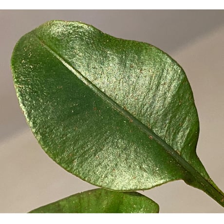 Elaphoglossum sp. from Iquitos Peru [tanakay]