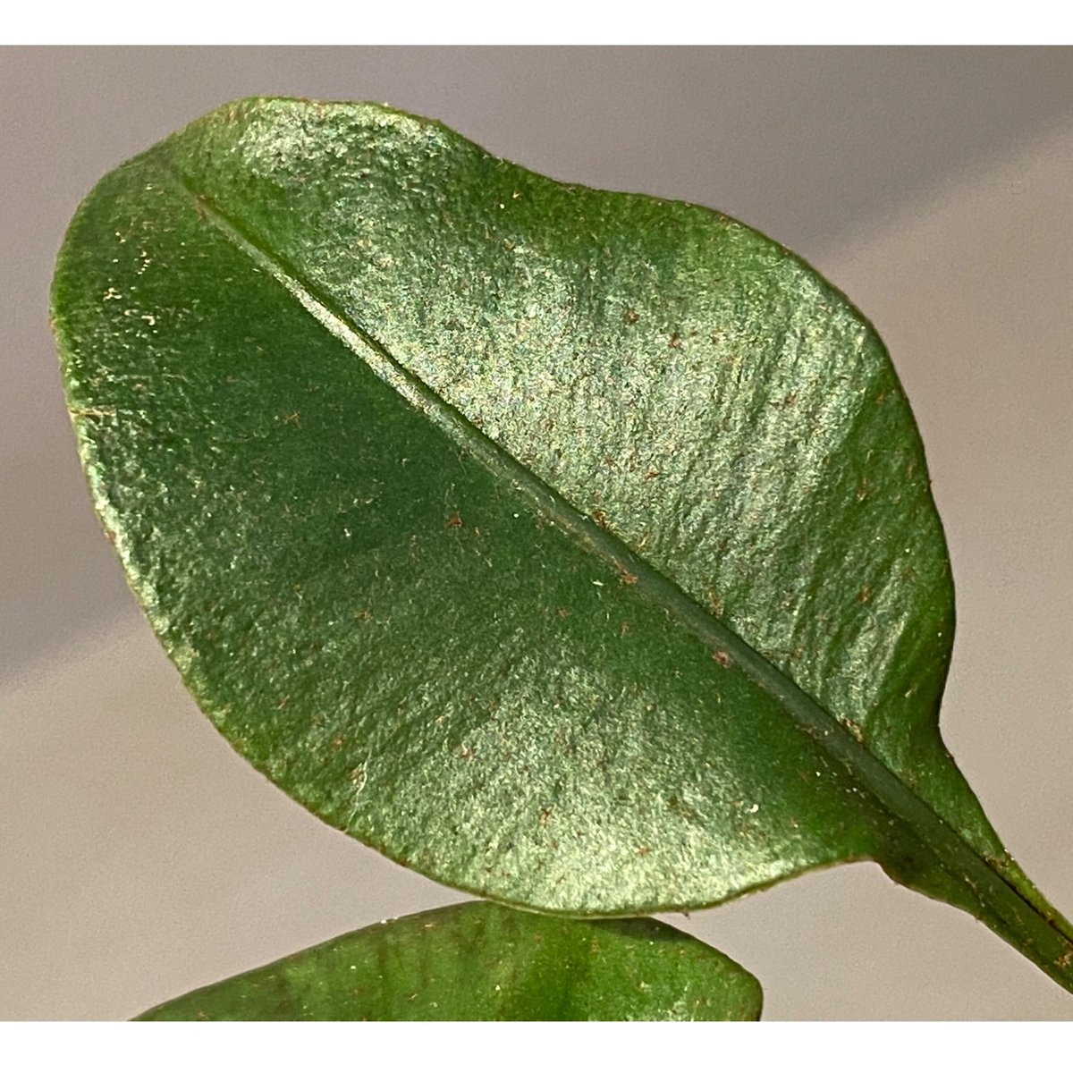 Elaphoglossum sp. from Iquitos Peru [tanakay] |