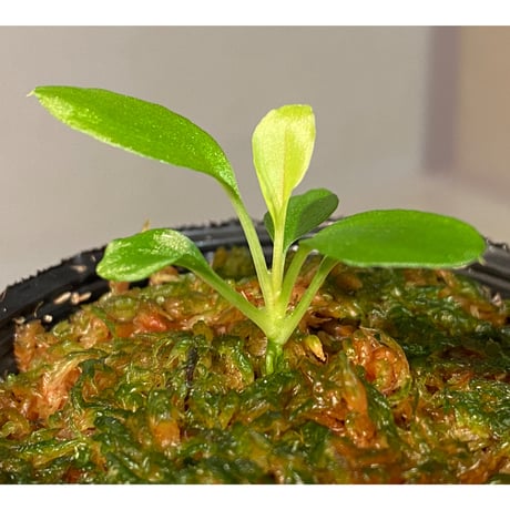 Homalomena sp. from Solok sumatera [LA0315-2]