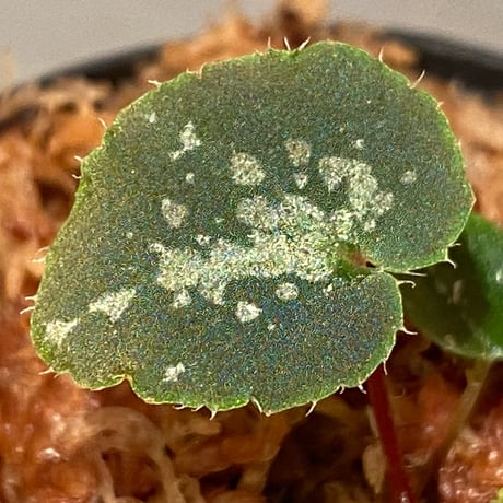 Begonia sp. from Lang Son [YH1219] TK