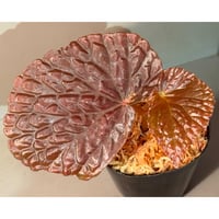Begonia sp. from North Sumatera
