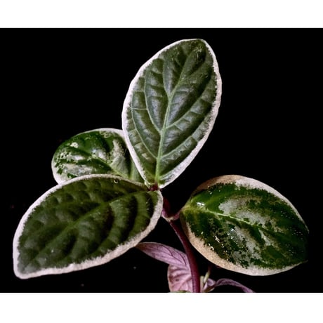 Cosmianthemum bullatum [LA0515-02]