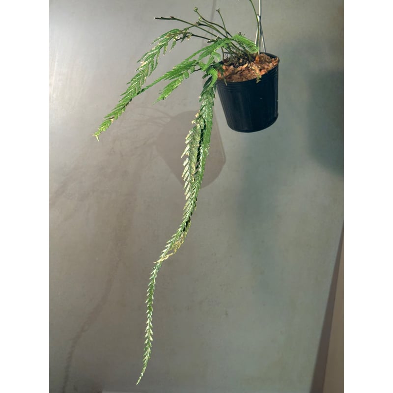 熱帯植物　ガランサルムsp.シンタン　[SF0925-01] 熱帯植物 ガランサルムsp.シンタン [SF0925-01]