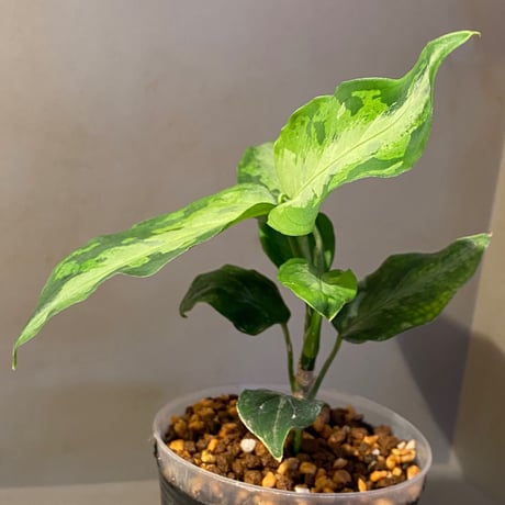 Aglaonema pictum "Eureka Mk-2" DFS from Sumatra barat [AZ0912-1]