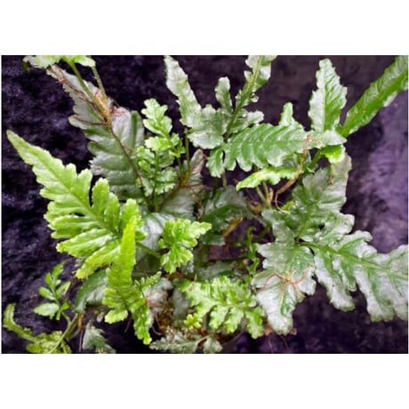 Bolbitis sp. from Siberut [LA]