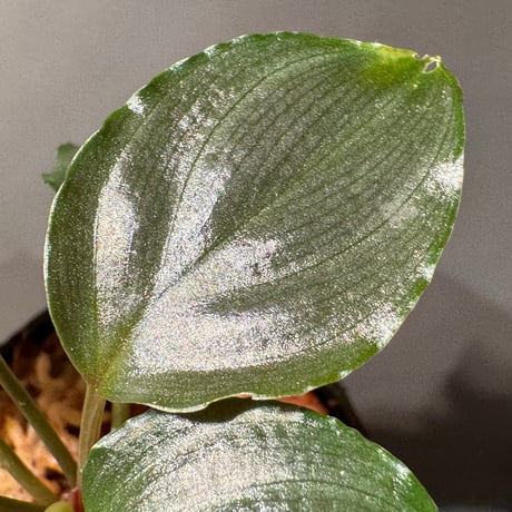 Homalomena sp. "Red" from Bogor
