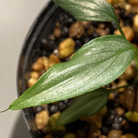 Homalomena sp. White leaf from "Pendang" Kal tengah [TB]