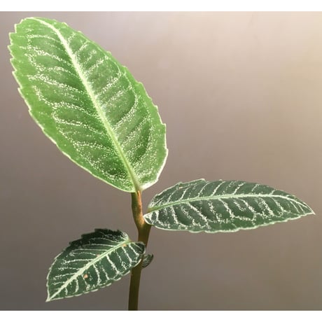 Ardisia sp. from Aceh Selatan [HW0816-03]