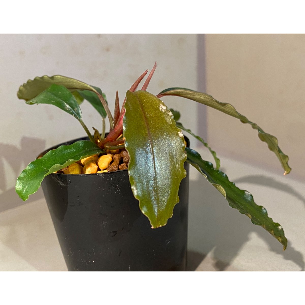 Bucephalandra sp. \"HB No9\" 赤軸　水上株 Yahoo!オークション - Bucephalandra sp.HB No9 from Kalimantan